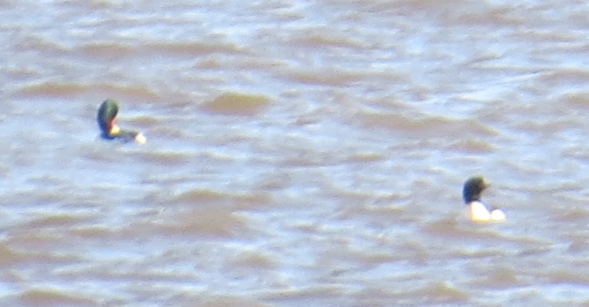 Common Merganser - ML647087907