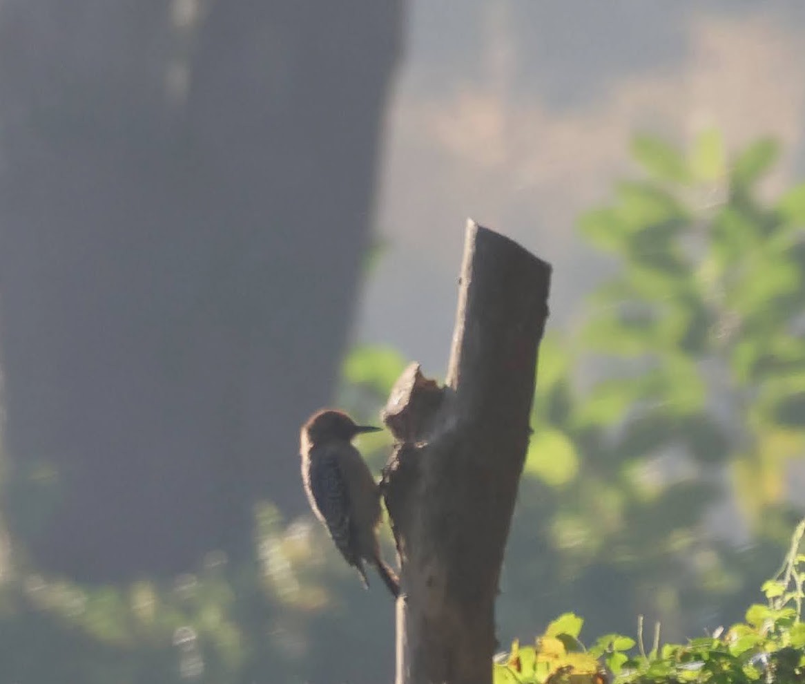 サバクシマセゲラ - ML647087909