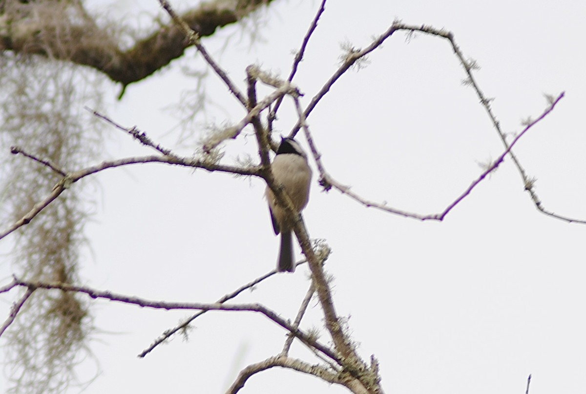Carolina Chickadee - ML647087912