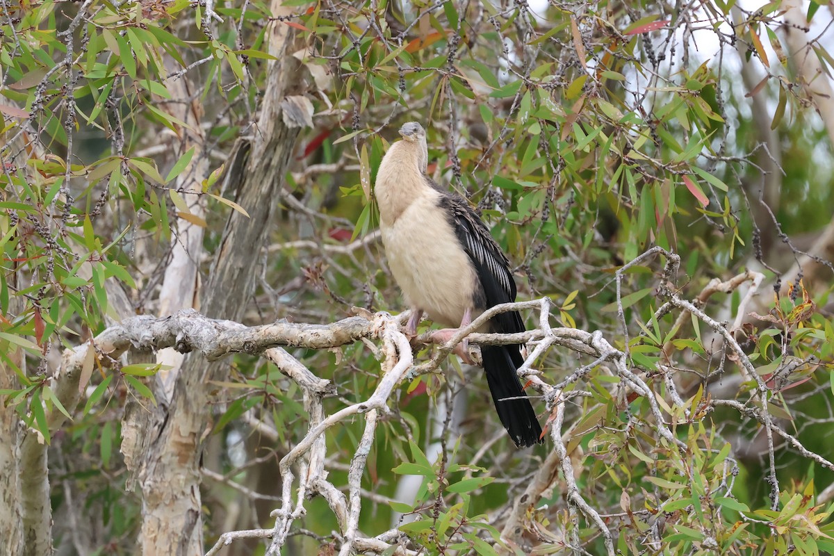Australasian Darter - ML647087914