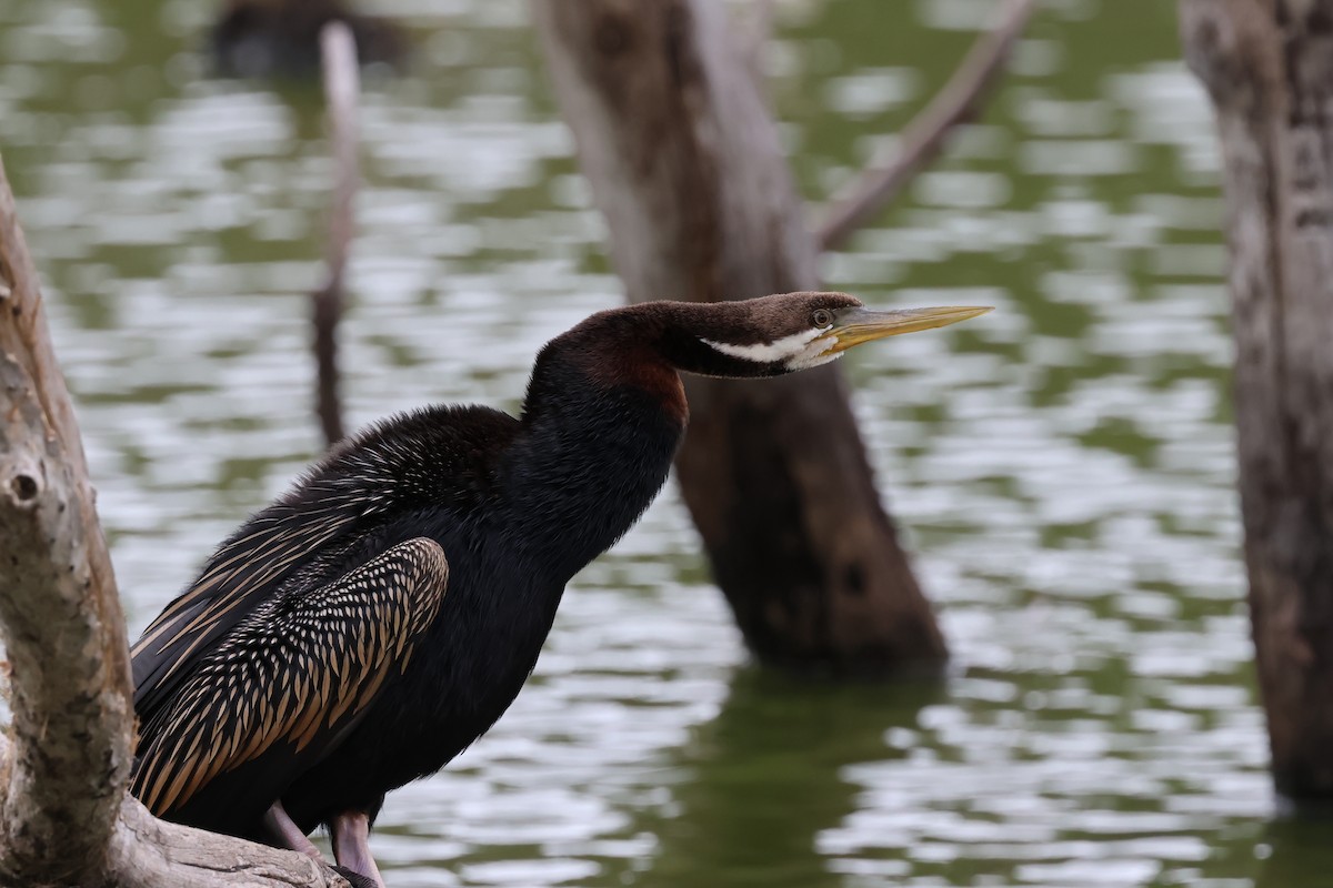Australasian Darter - ML647087915