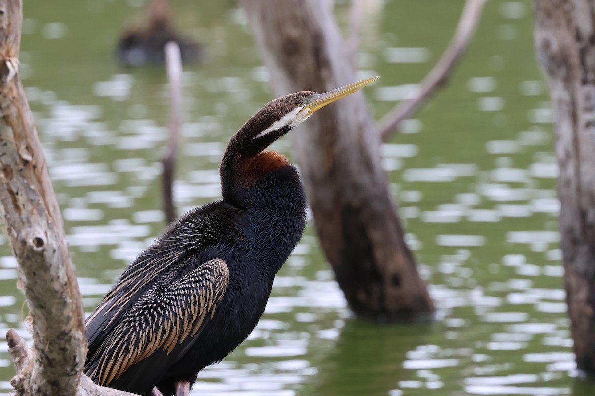 Australasian Darter - ML647087916