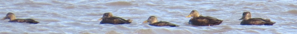 American Black Duck - ML647087918