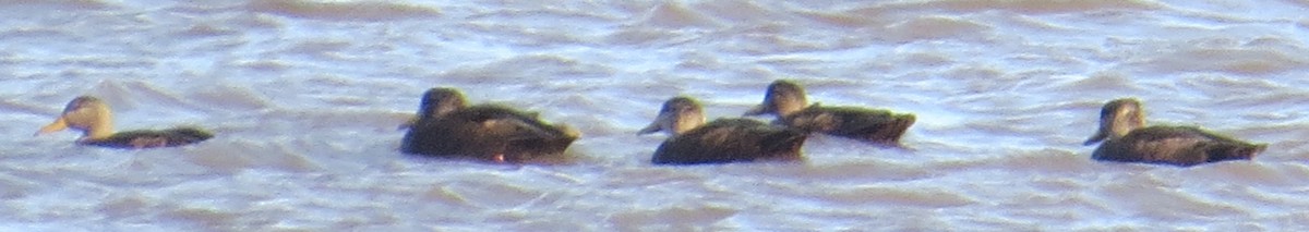 American Black Duck - ML647087919