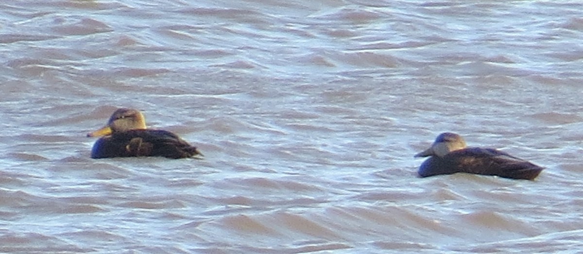 American Black Duck - ML647087920