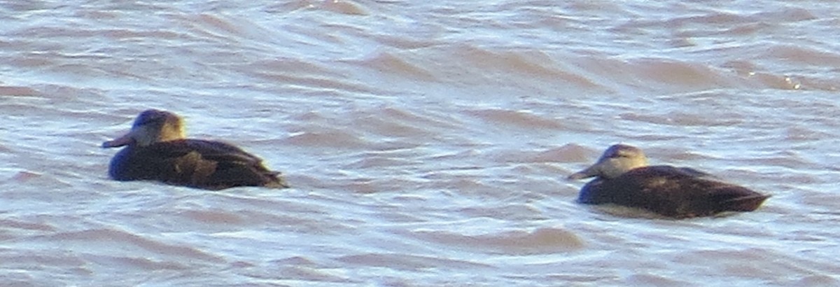 American Black Duck - ML647087921