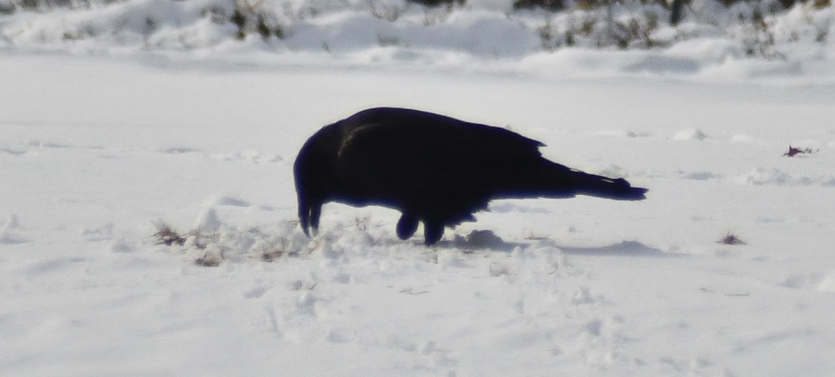 Common Raven - ML647087926