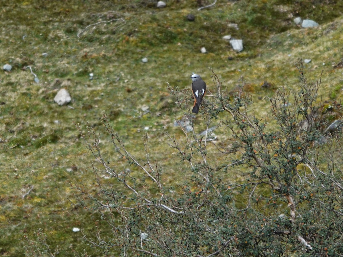 Red-rumped Bush-Tyrant - ML647087932