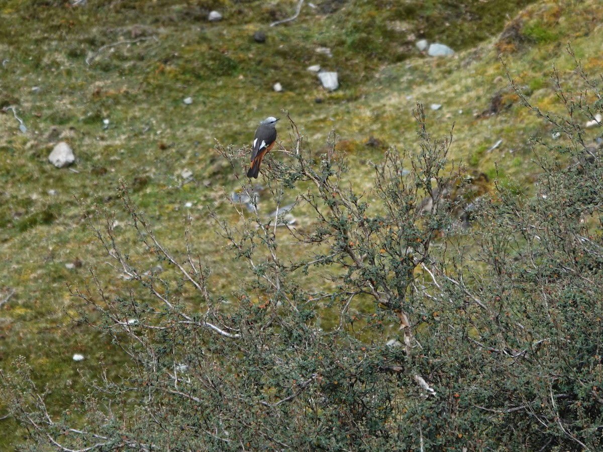 Red-rumped Bush-Tyrant - ML647087933