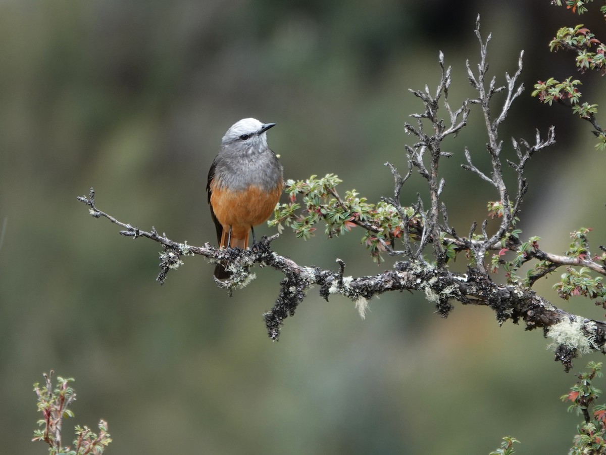 Red-rumped Bush-Tyrant - ML647087936