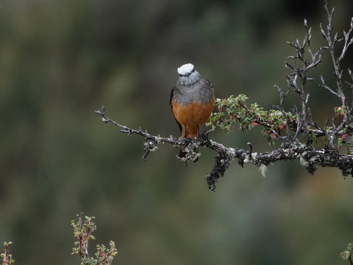 Red-rumped Bush-Tyrant - ML647087937