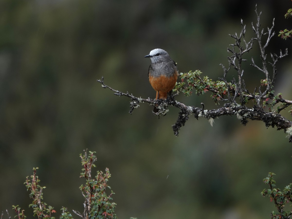 Red-rumped Bush-Tyrant - ML647087938