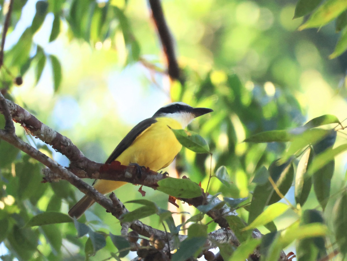 オオハシタイランチョウ - ML647087943