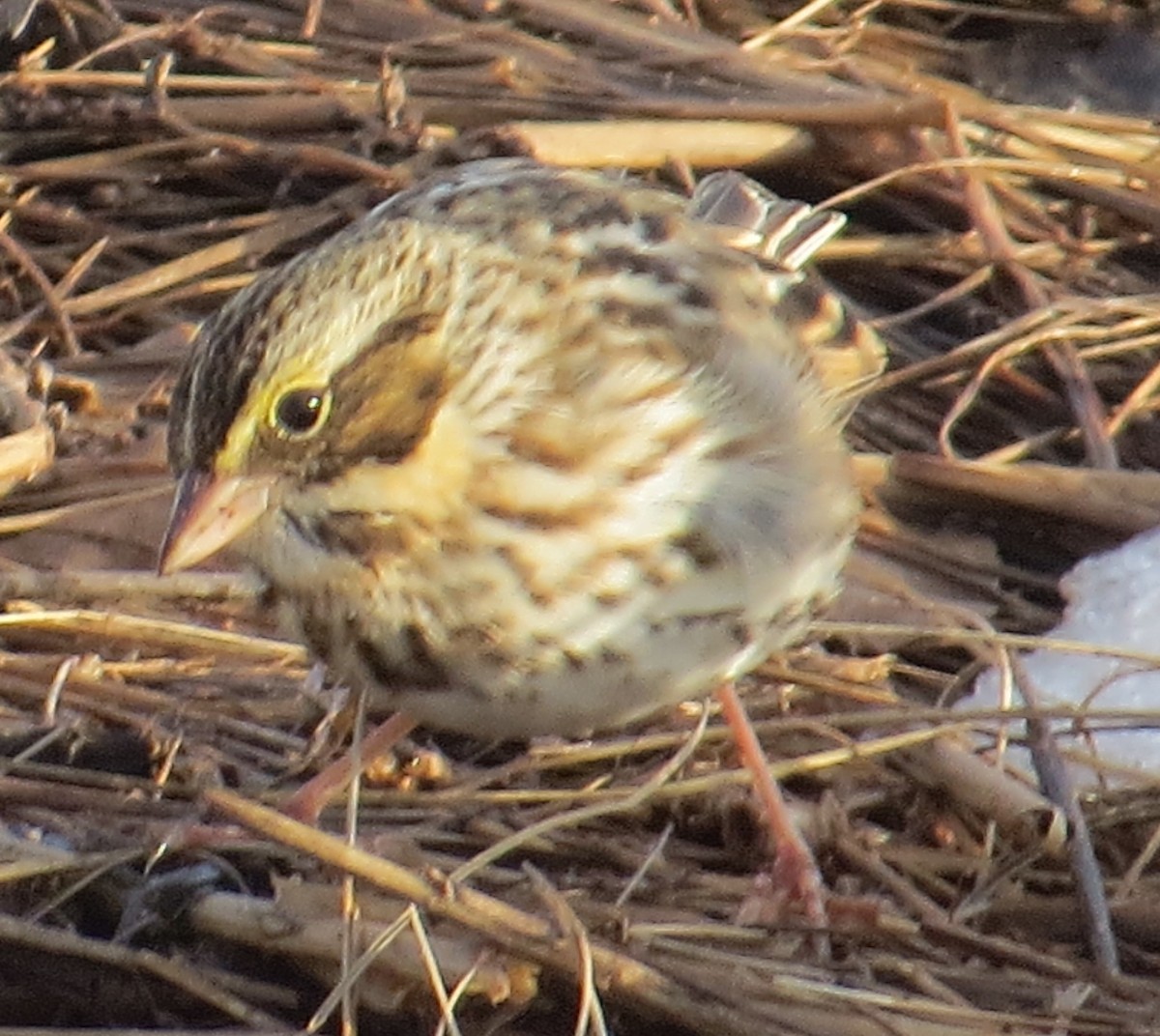 Savannah Sparrow - ML647087949