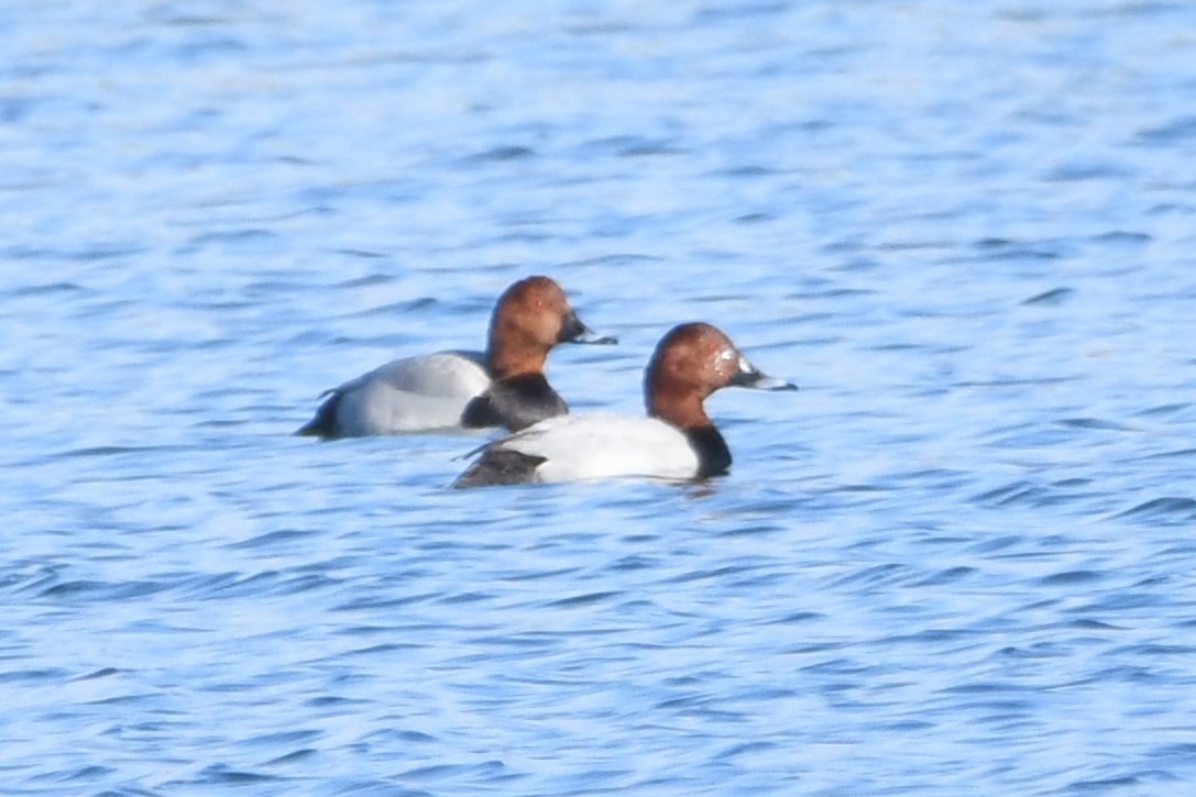 Common Pochard - ML647087951