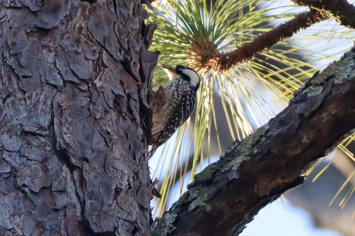 Ak Yanaklı Ağaçkakan - ML647087952