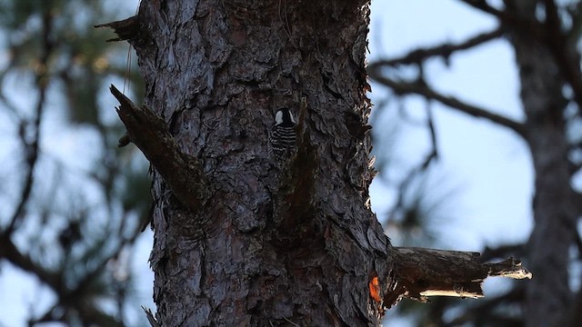 Red-cockaded Woodpecker - ML647087954