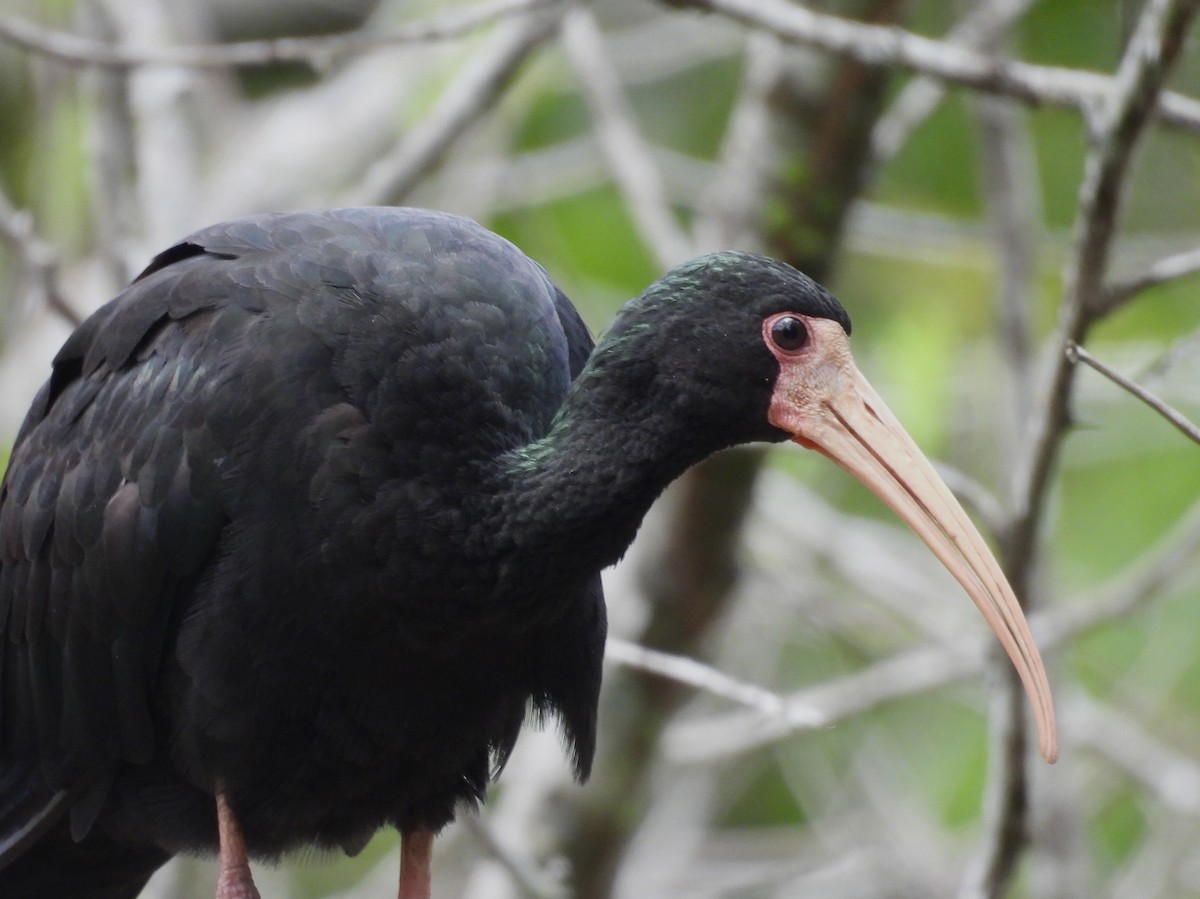 Ibis Afeitado - ML647087963