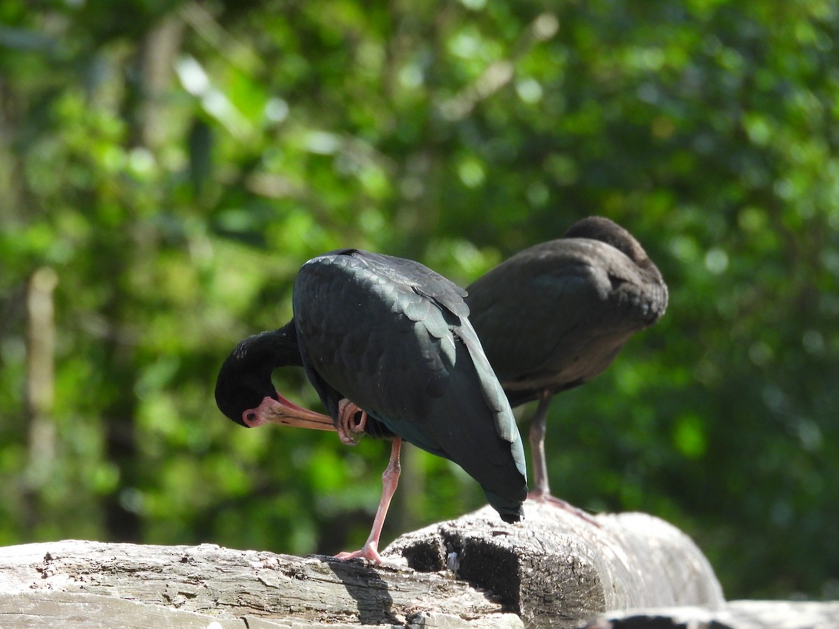 Ibis Afeitado - ML647087965