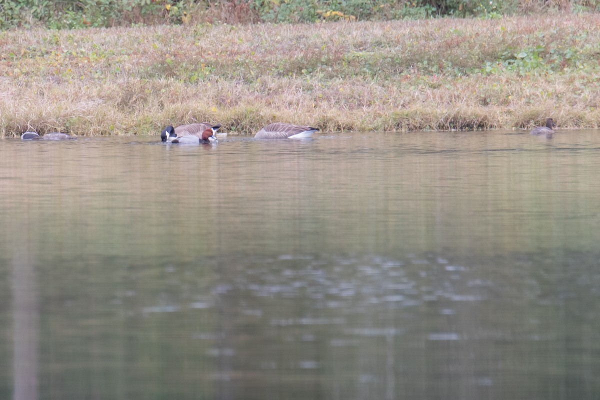 polák americký - ML647087979