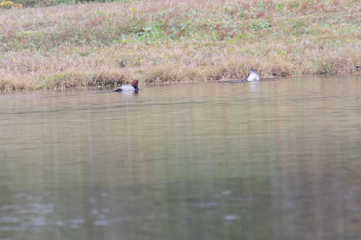 polák americký - ML647087990