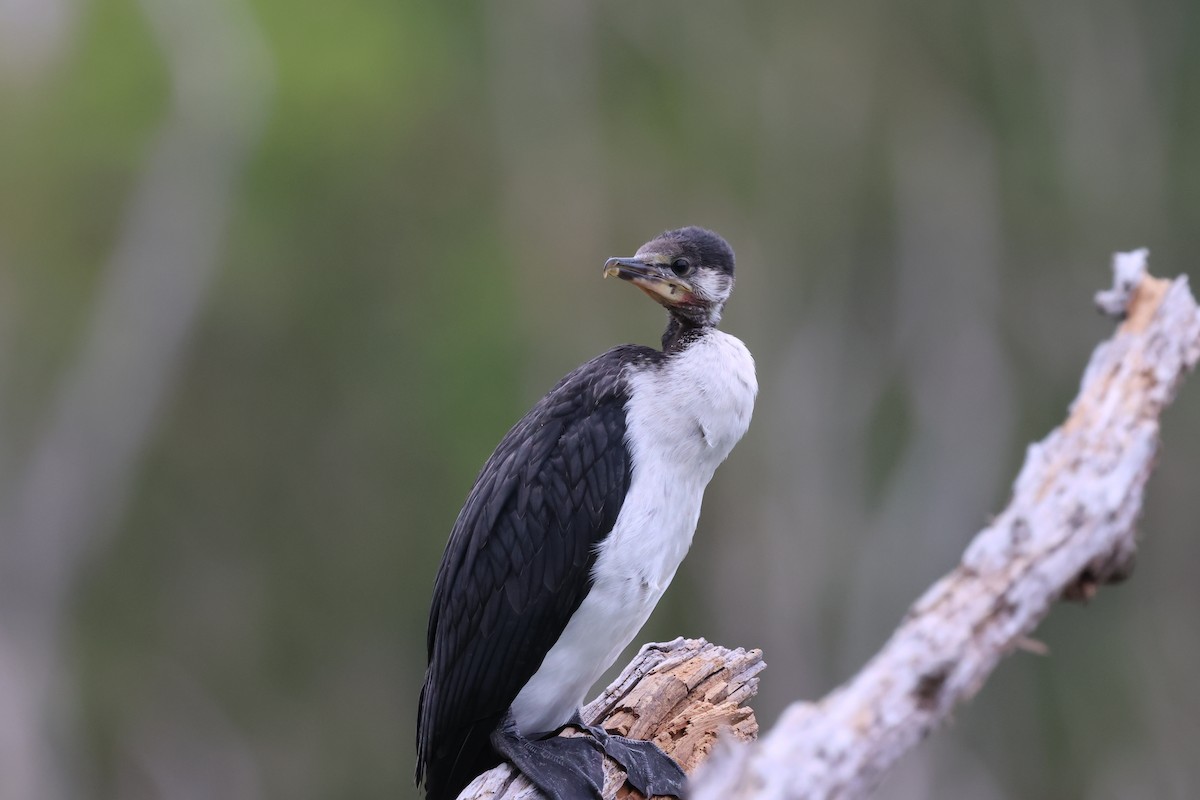 Little Pied Cormorant - ML647087994
