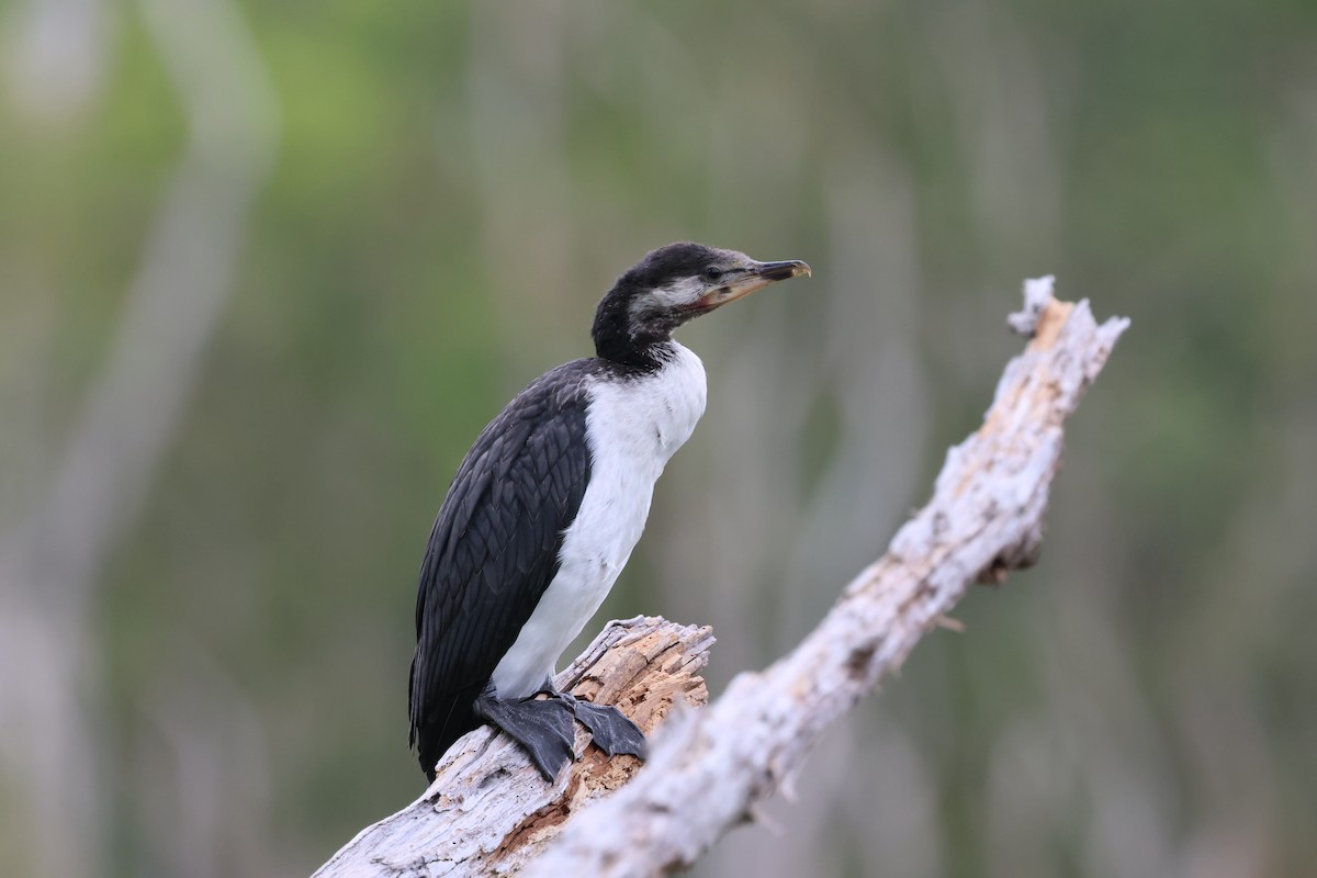 Little Pied Cormorant - ML647087995