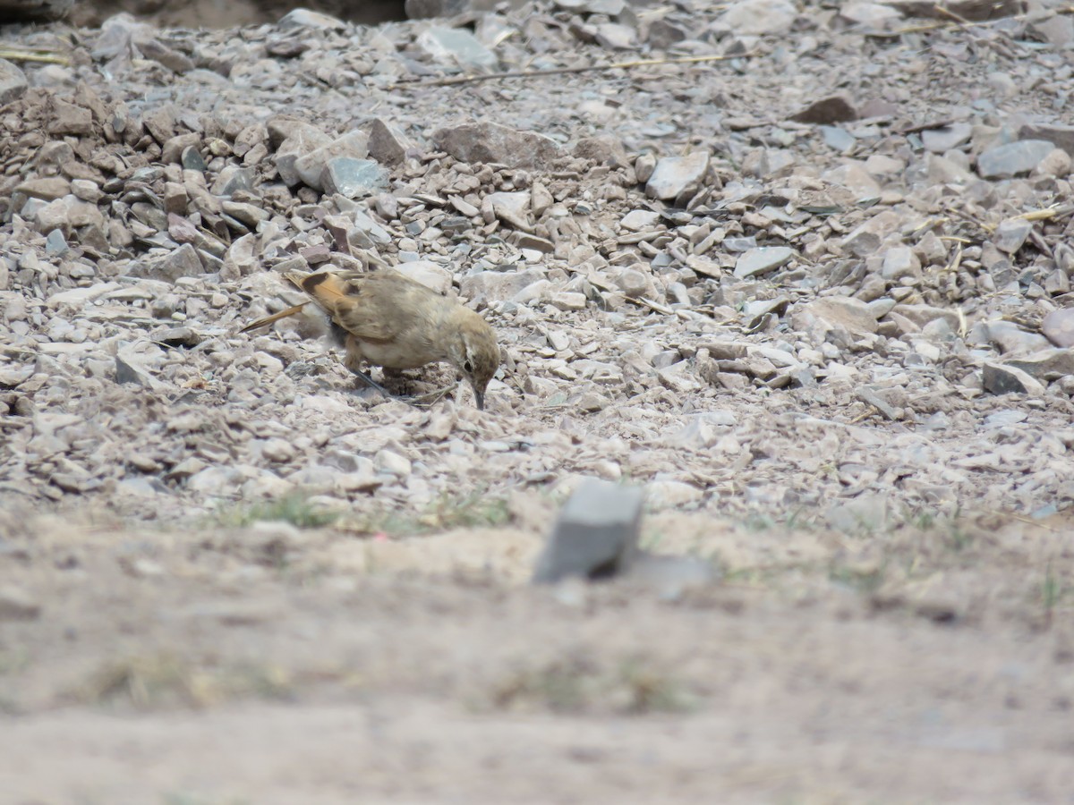 Rufous-banded Miner - ML647087996