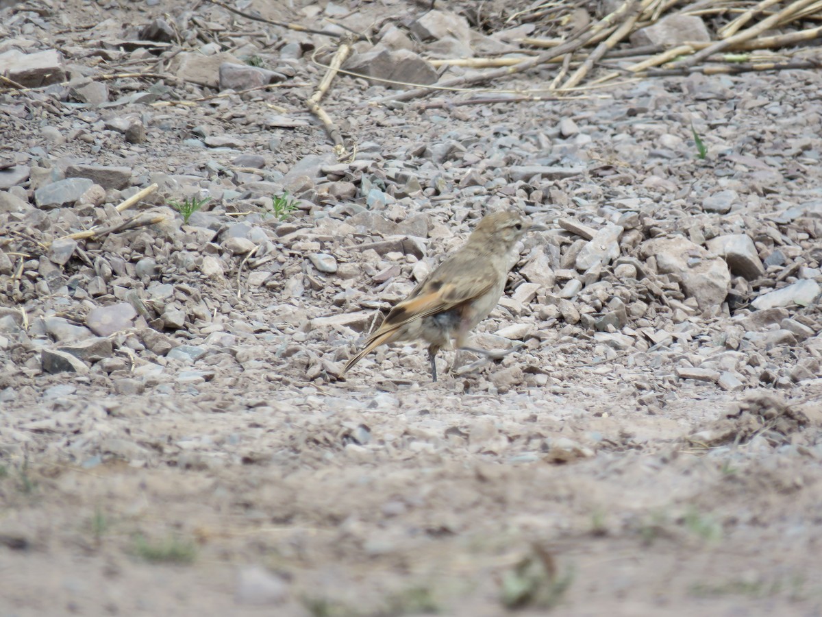 Rufous-banded Miner - ML647087997