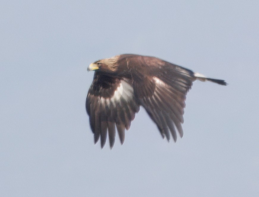 金鵰 - ML647087999