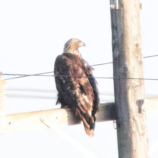 金鵰 - ML647088002