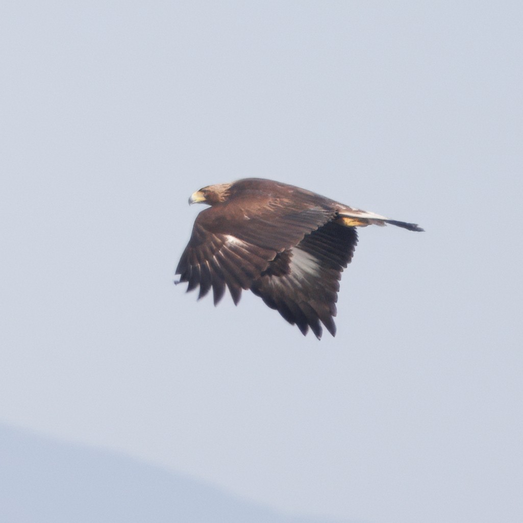 金鵰 - ML647088003