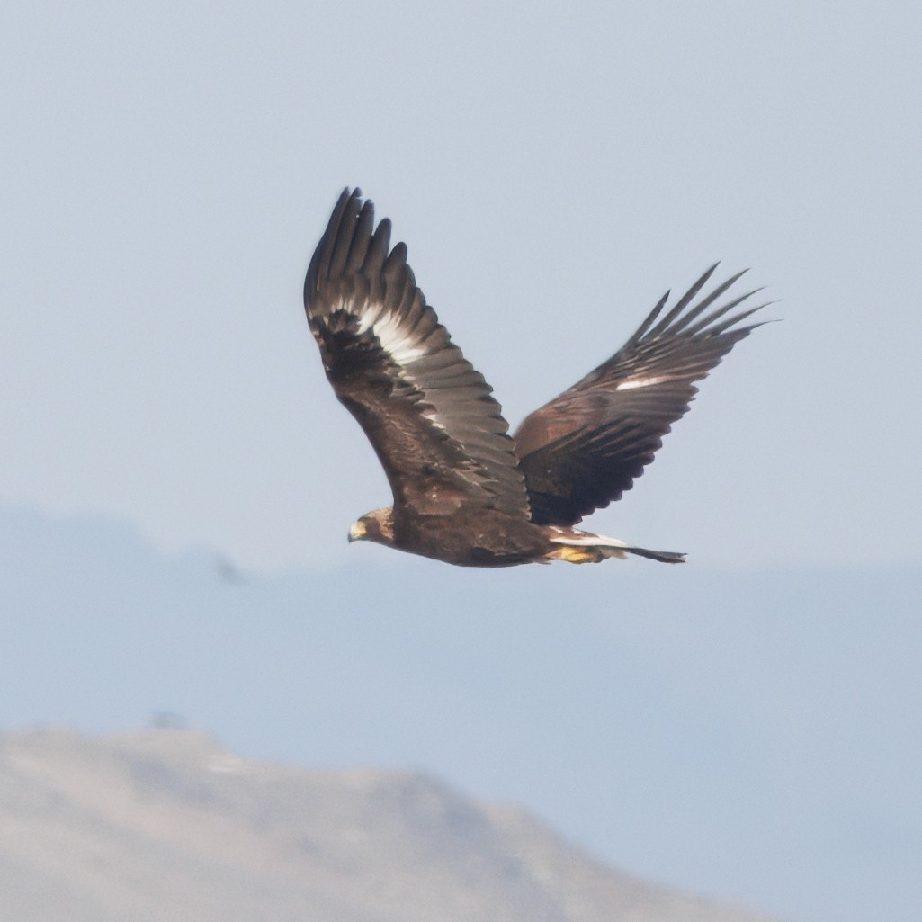 金鵰 - ML647088004