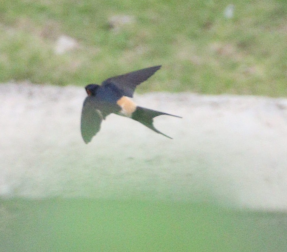 東方金腰燕 - ML647088005