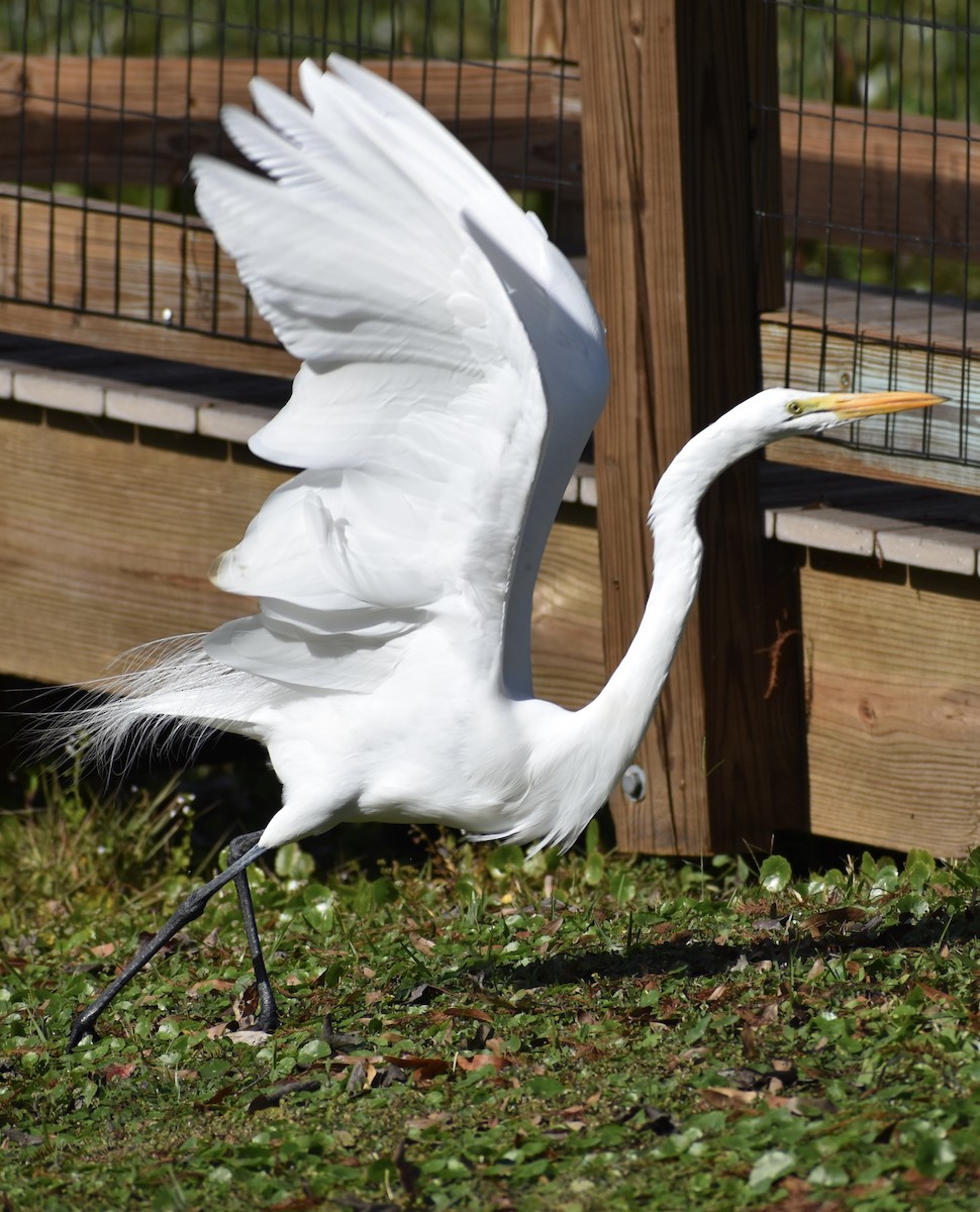 大白鷺 - ML647088006