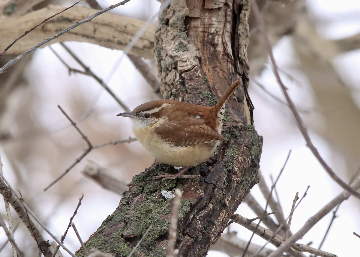 Carolina Wren - ML647088008