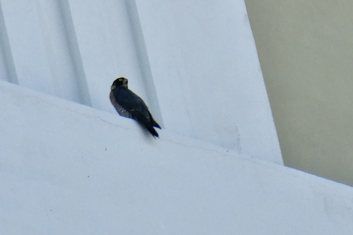 遊隼 - ML647088009