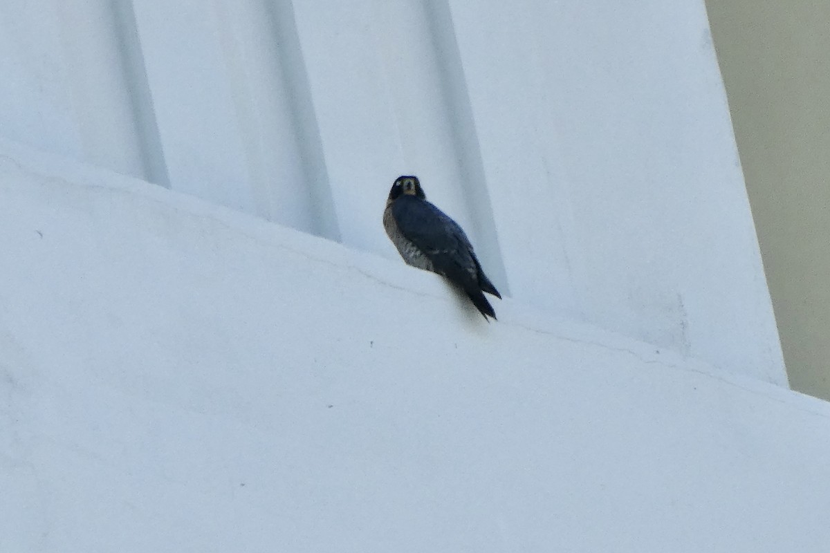 遊隼 - ML647088010