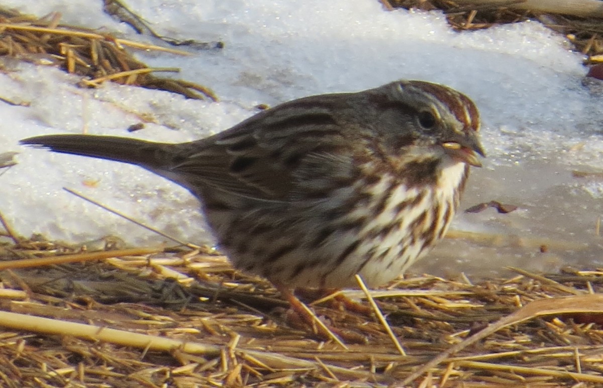 Song Sparrow - ML647088011
