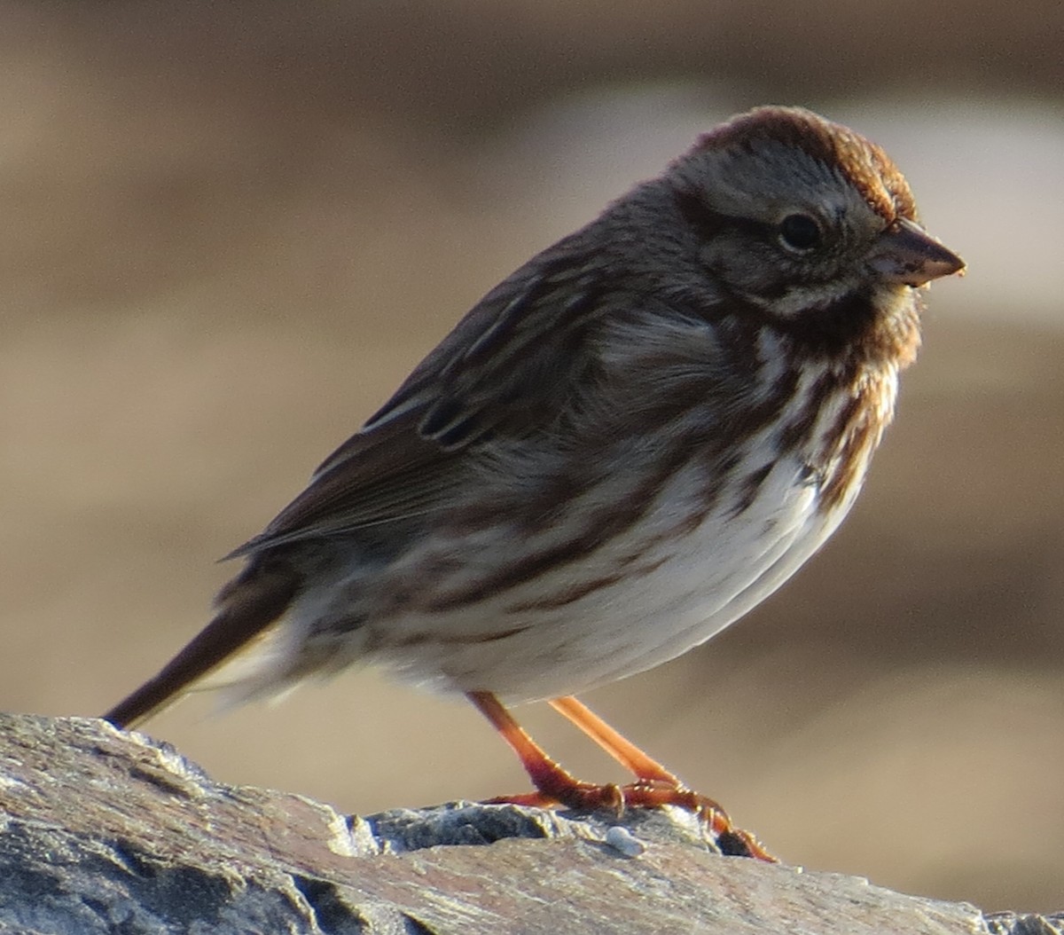 Song Sparrow - ML647088012