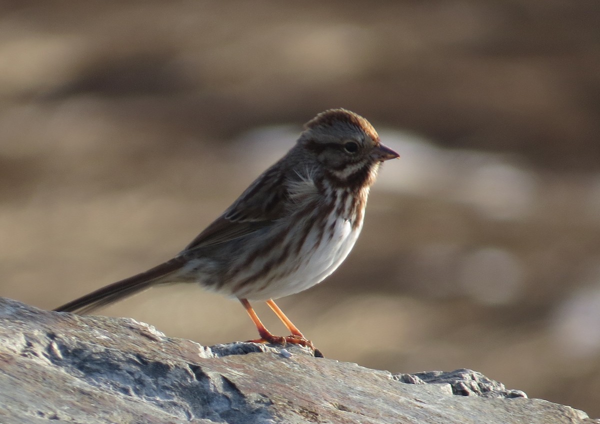 Song Sparrow - ML647088013