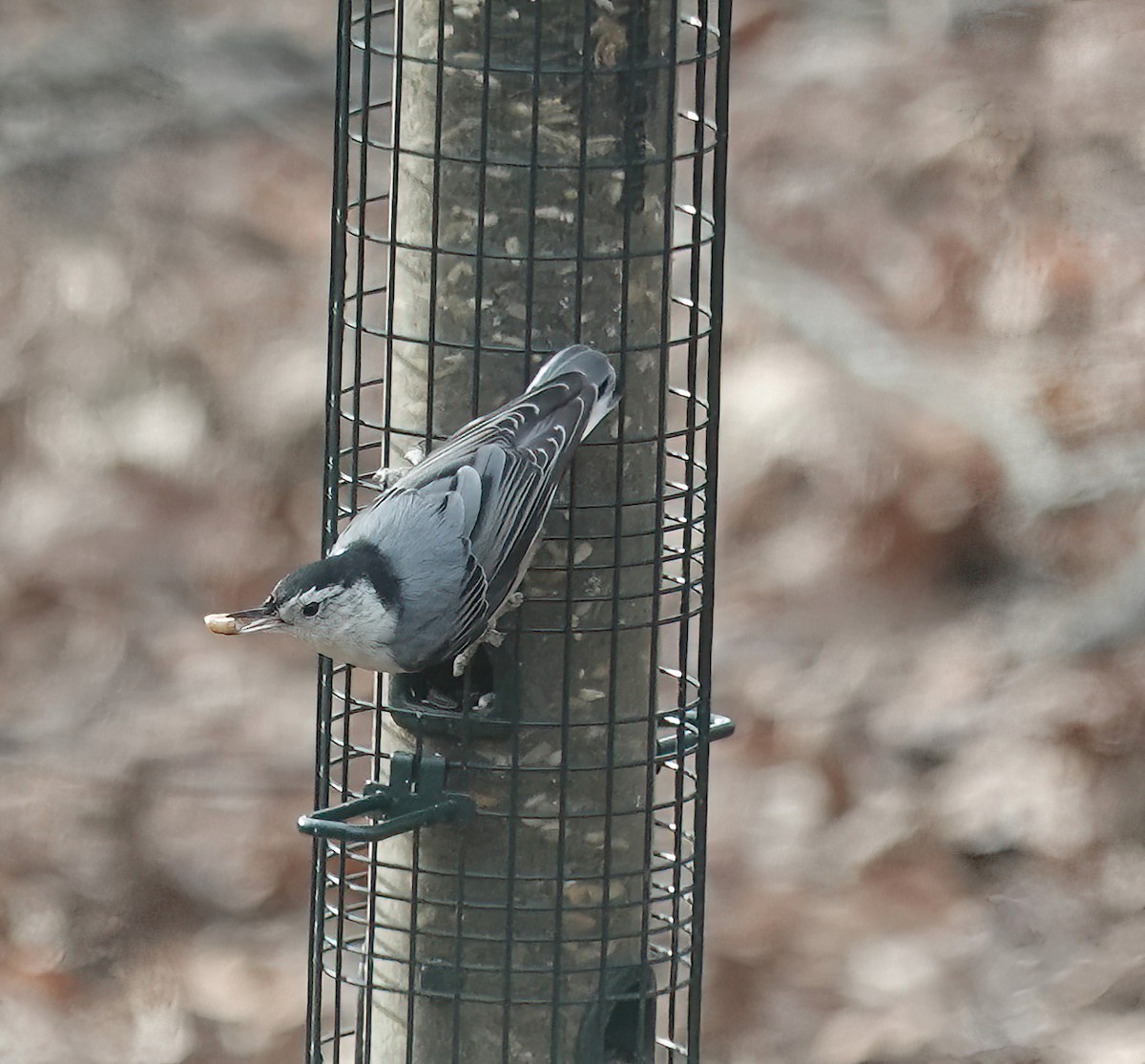 White-breasted Nuthatch - ML647088014
