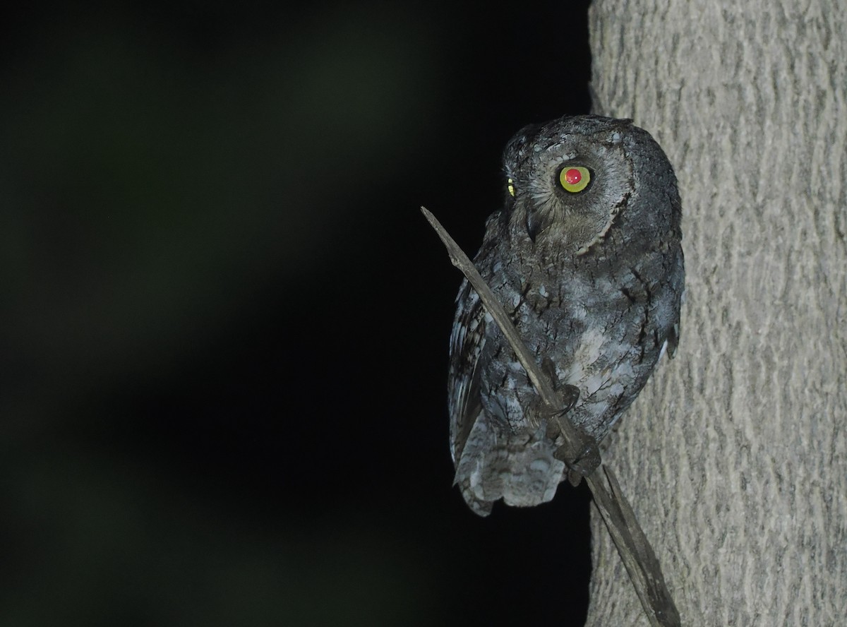 African Scops-Owl - ML647088015