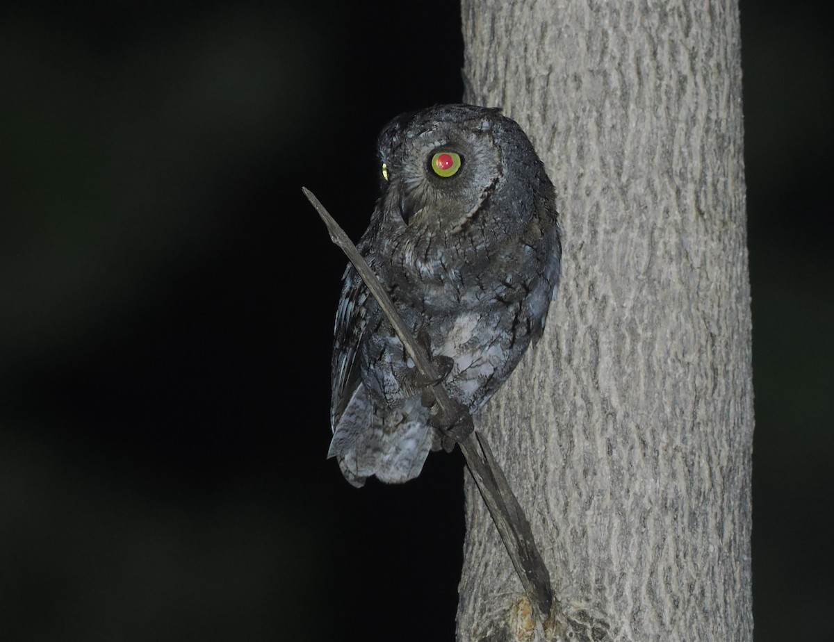 African Scops-Owl - ML647088016