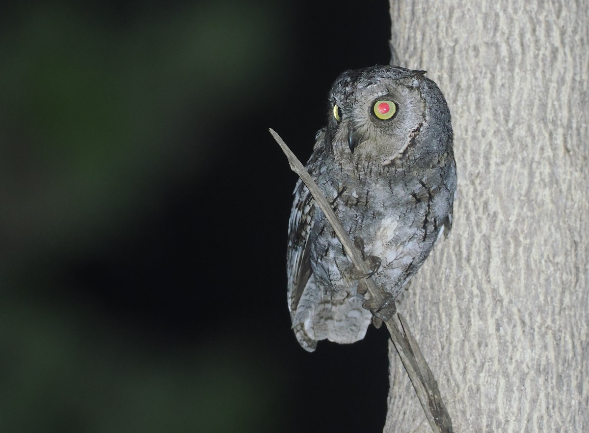 African Scops-Owl - ML647088017