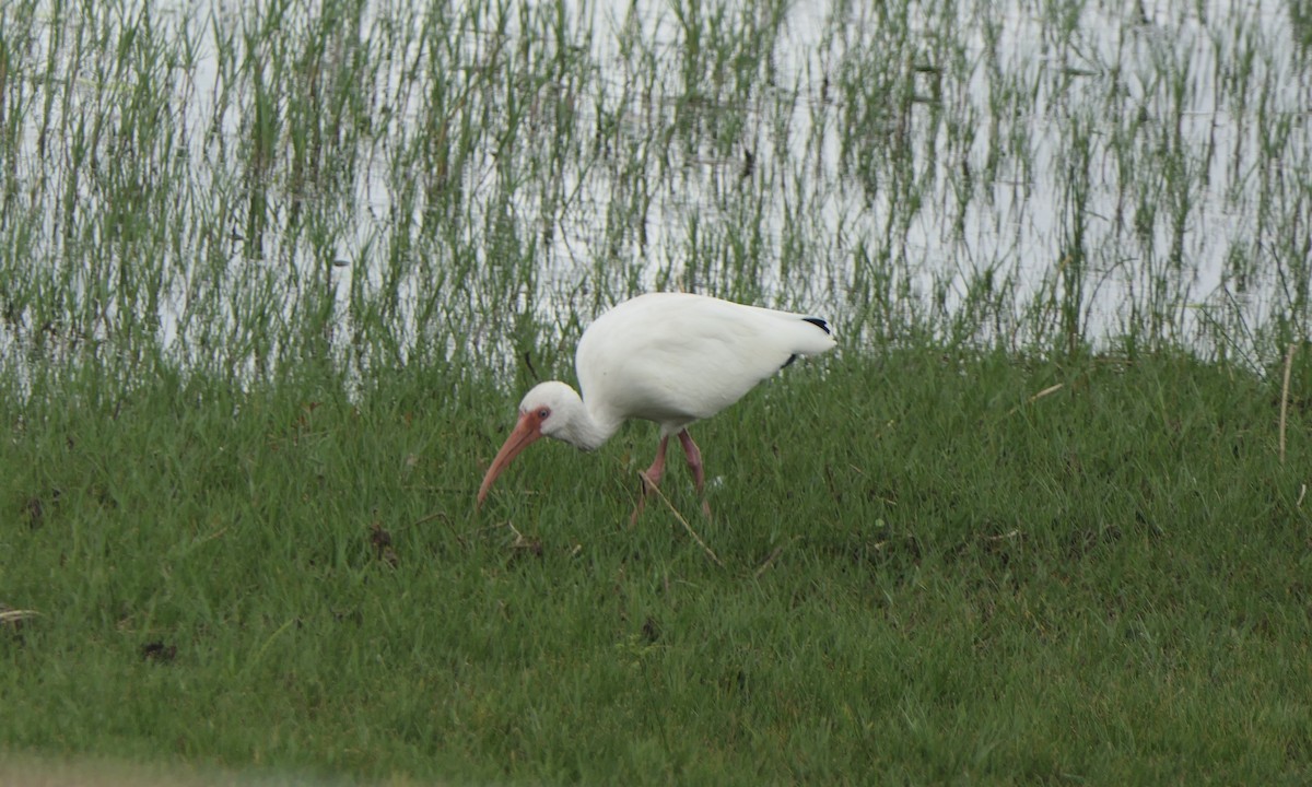 White Ibis - ML647088018