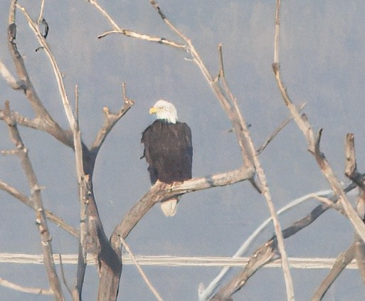 Bald Eagle - ML647088019