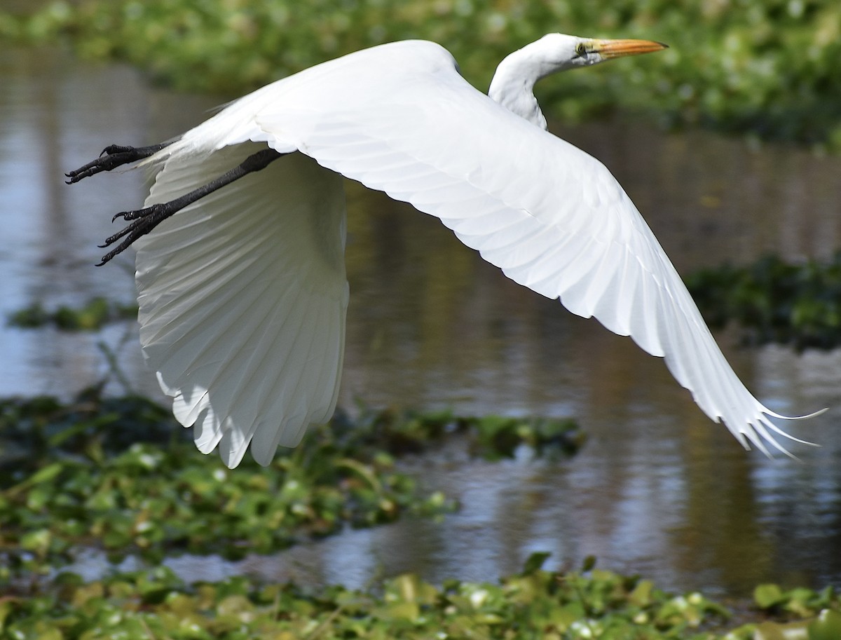 大白鷺 - ML647088020