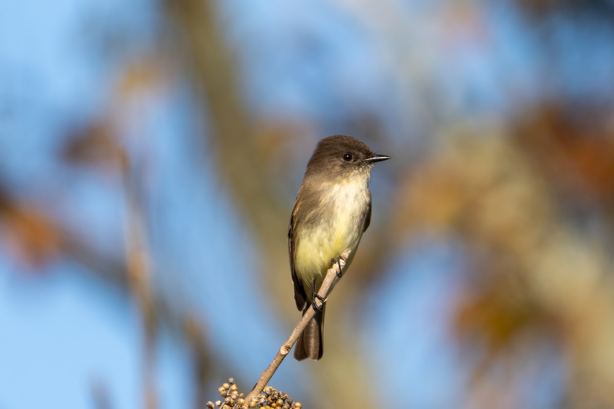 Eastern Phoebe - ML647088021