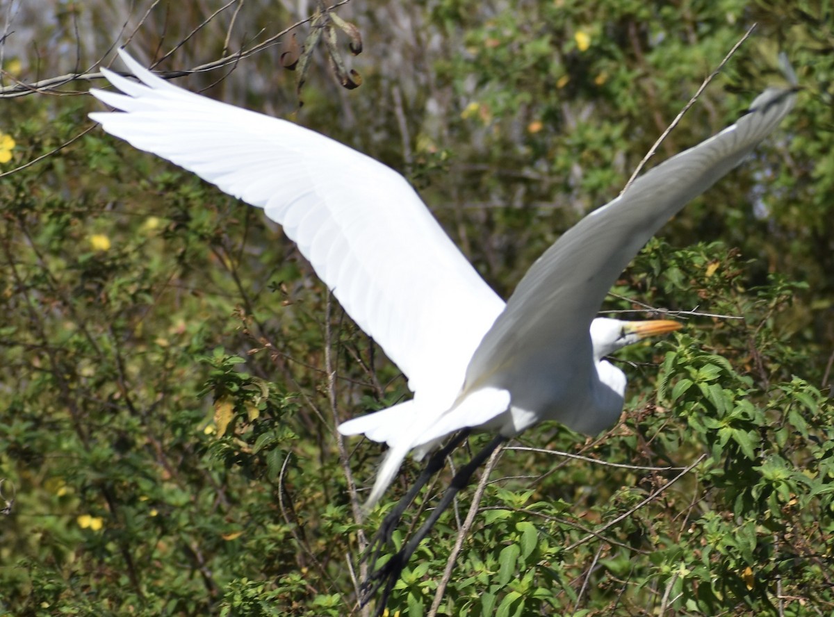 大白鷺 - ML647088023